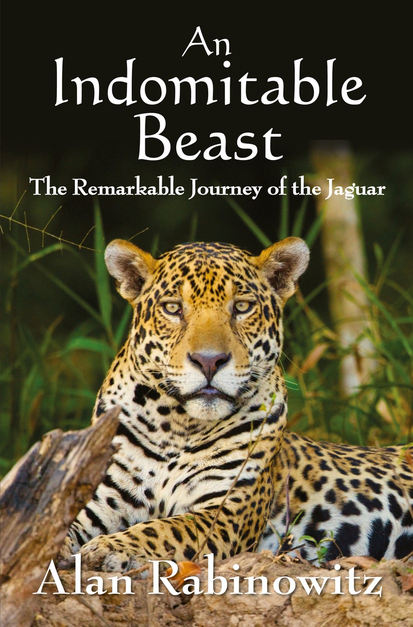 Titlebook: An Indomitable Beast; The Remarkable Journ Alan Rabinowitz Book 2014Latest edition Island Press 2014 Big cats.Jaguar.Wildlife conservation Titlebook: An Indomitable Beast; The Remarkable Journ Alan Rabinowitz Book 2014Latest edition Island Press 2014 Big cats.Jaguar.Wildlife conservation