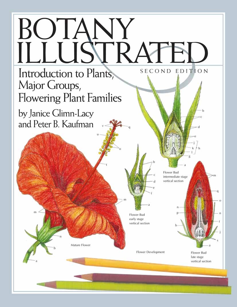 Titlebook: Botany Illustrated; Introduction to Plan Janice Glimn-Lacy,Peter B. Kaufman Textbook 2006Latest edition Springer-Verlag US 2006 Apiaceae.Ca Titlebook: Botany Illustrated; Introduction to Plan Janice Glimn-Lacy,Peter B. Kaufman Textbook 2006Latest edition Springer-Verlag US 2006 Apiaceae.Ca