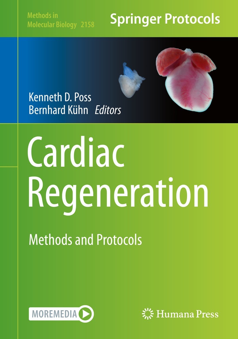 Titlebook: Cardiac Regeneration; Methods and Protocol Kenneth D. Poss,Bernhard Kühn Book 2021 Springer Science+Business Media, LLC, part of Springer N Titlebook: Cardiac Regeneration; Methods and Protocol Kenneth D. Poss,Bernhard Kühn Book 2021 Springer Science+Business Media, LLC, part of Springer N