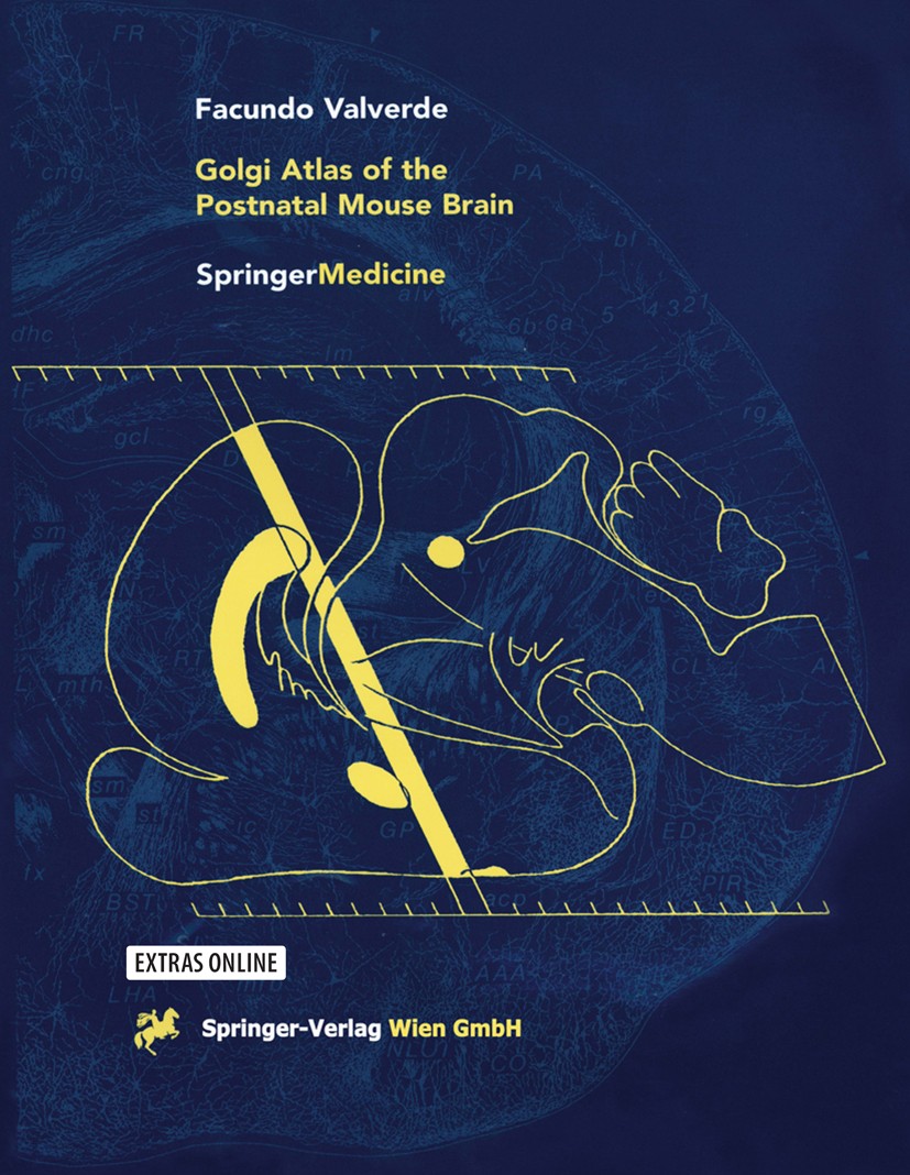 Titlebook: Golgi Atlas of the Postnatal Mouse Brain; Facundo Valverde Book 1998 Springer-Verlag Wien 1998 Cortex.Golgi.Mouse Brain.Neuroanatomy.Neuro Titlebook: Golgi Atlas of the Postnatal Mouse Brain; Facundo Valverde Book 1998 Springer-Verlag Wien 1998 Cortex.Golgi.Mouse Brain.Neuroanatomy.Neuro