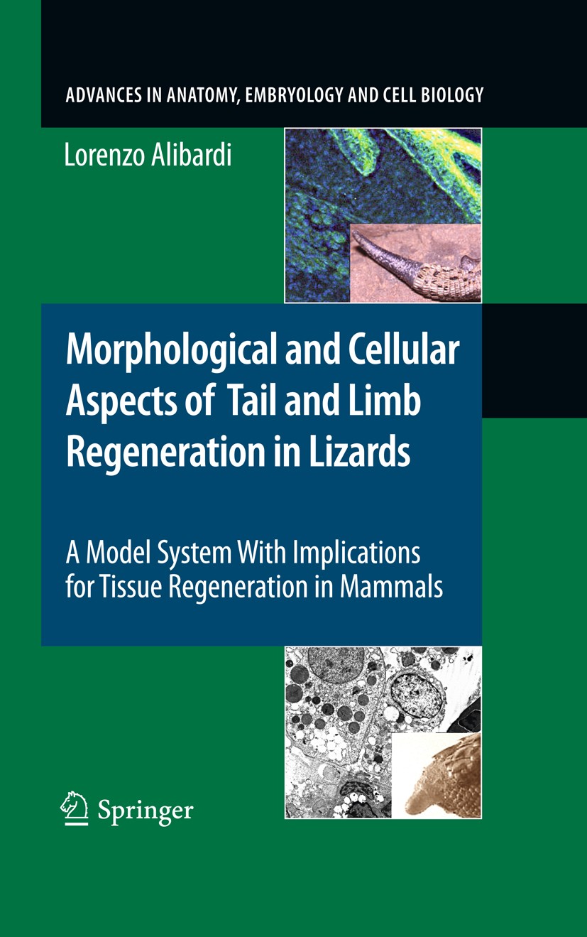 Titlebook: Morphological and Cellular Aspects of Tail and Limb Regeneration in Lizards; A Model System With Lorenzo Alibardi Book 2010 The Editor(s) Titlebook: Morphological and Cellular Aspects of Tail and Limb Regeneration in Lizards; A Model System With Lorenzo Alibardi Book 2010 The Editor(s)