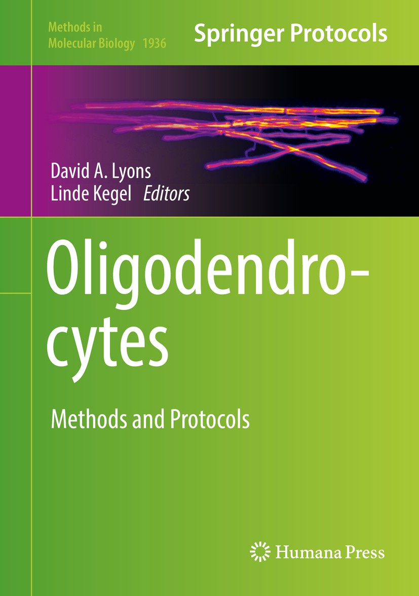Titlebook: Oligodendrocytes; Methods and Protocol David A. Lyons,Linde Kegel Book 2019 Springer Science+Business Media, LLC, part of Springer Nature 2 Titlebook: Oligodendrocytes; Methods and Protocol David A. Lyons,Linde Kegel Book 2019 Springer Science+Business Media, LLC, part of Springer Nature 2