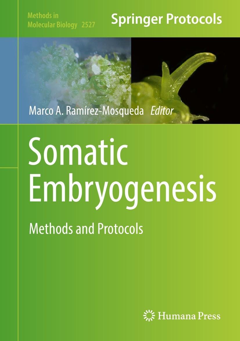 Titlebook: Somatic Embryogenesis; Methods and Protocol Marco A. Ramírez-Mosqueda Book 2022 The Editor(s) (if applicable) and The Author(s), under excl Titlebook: Somatic Embryogenesis; Methods and Protocol Marco A. Ramírez-Mosqueda Book 2022 The Editor(s) (if applicable) and The Author(s), under excl