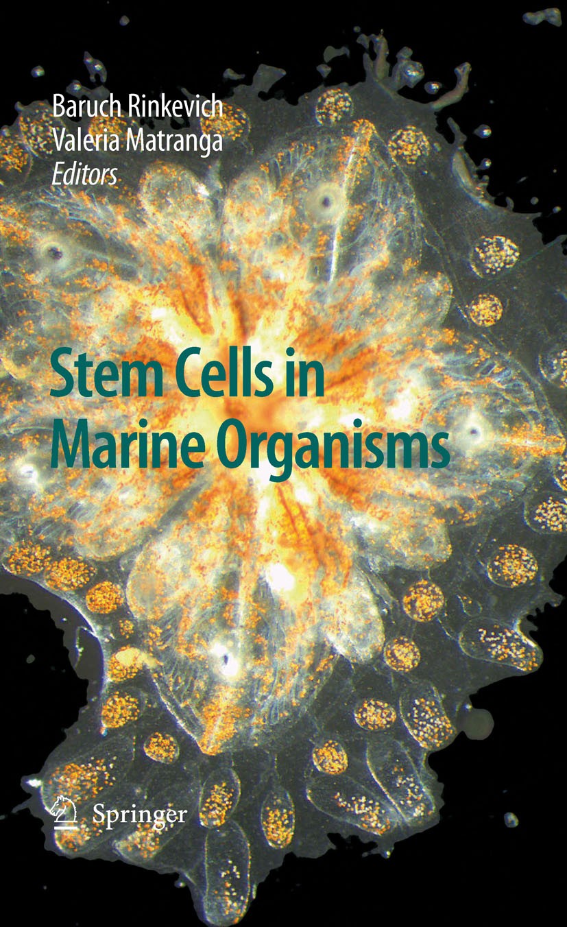 Titlebook: Stem Cells in Marine Organisms; Baruch Rinkevich,Valeria Matranga Book 2009 Springer Science+Business Media B.V. 2009 Immunity.Invertebrat Titlebook: Stem Cells in Marine Organisms; Baruch Rinkevich,Valeria Matranga Book 2009 Springer Science+Business Media B.V. 2009 Immunity.Invertebrat