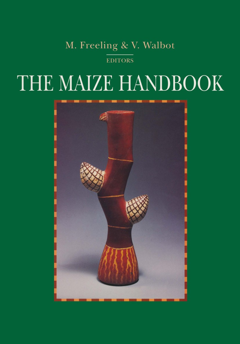Titlebook: The Maize Handbook; Michael Freeling,Virginia Walbot Book 1994 Springer-Verlag New York, Inc. 1994 biology.development.molecular biology.p Titlebook: The Maize Handbook; Michael Freeling,Virginia Walbot Book 1994 Springer-Verlag New York, Inc. 1994 biology.development.molecular biology.p