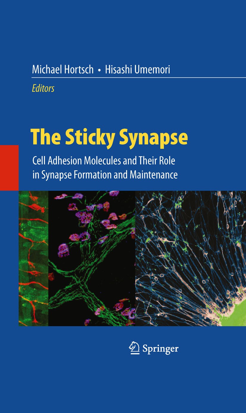 Titlebook: The Sticky Synapse; Cell Adhesion Molecu Hisashi Umemori,Michael Hortsch Book 2009 Springer-Verlag New York 2009 evolution.molecular mechan Titlebook: The Sticky Synapse; Cell Adhesion Molecu Hisashi Umemori,Michael Hortsch Book 2009 Springer-Verlag New York 2009 evolution.molecular mechan